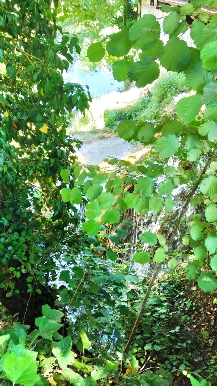 a view through the greenery
