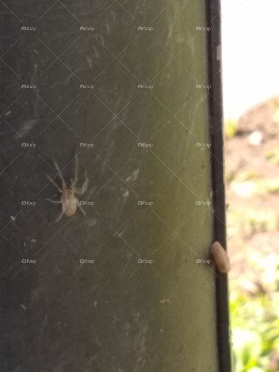 White spider 🕷️ on light pole near a small snail 🐌.