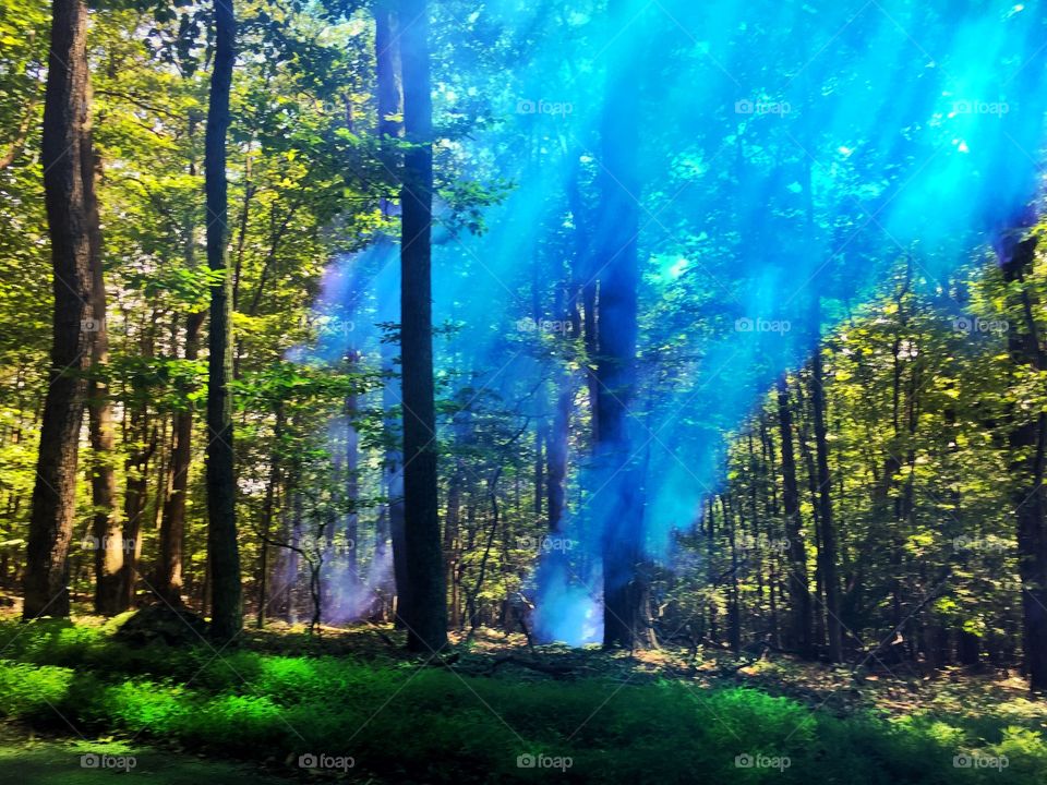 Lush forest scene with rays of sunshine beaming through blue colored smoke and green grass in foreground 