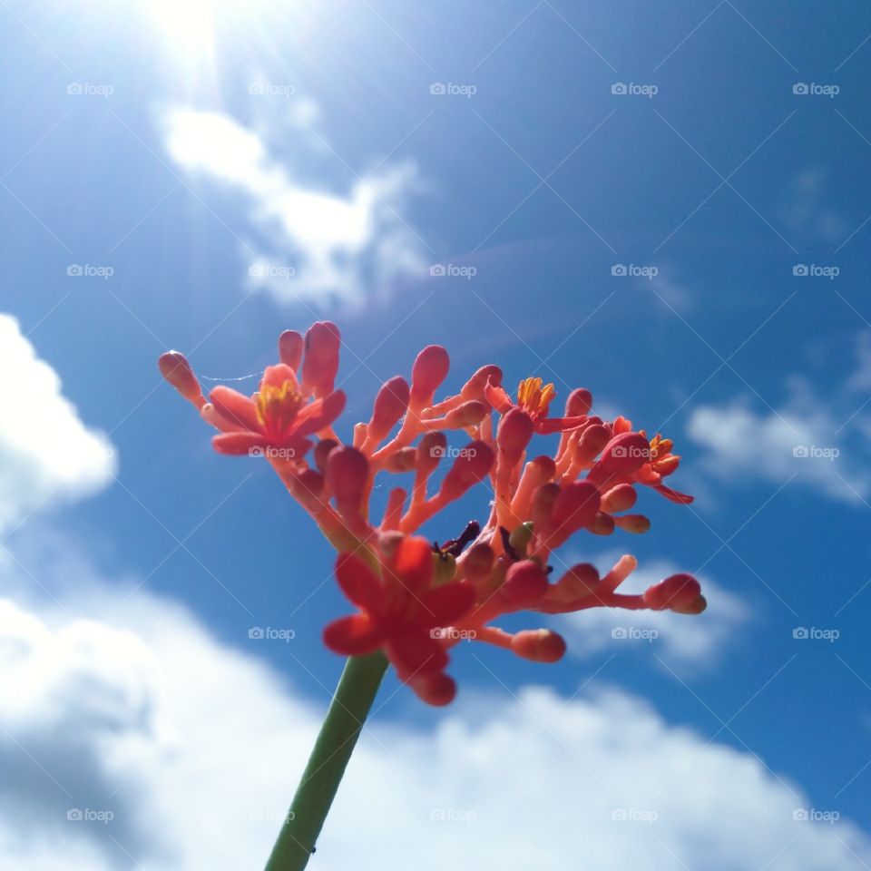 a pink flower under the light of sun