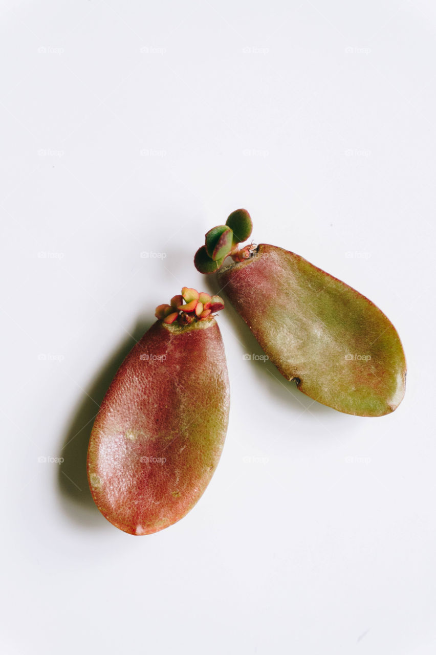 baby succulents