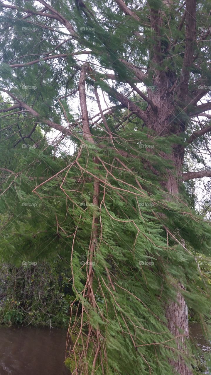 fallen branches, winds gusts after hurricane Irma, FL