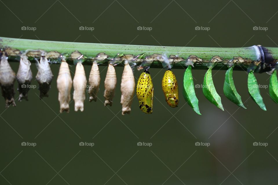 Butterfly larva