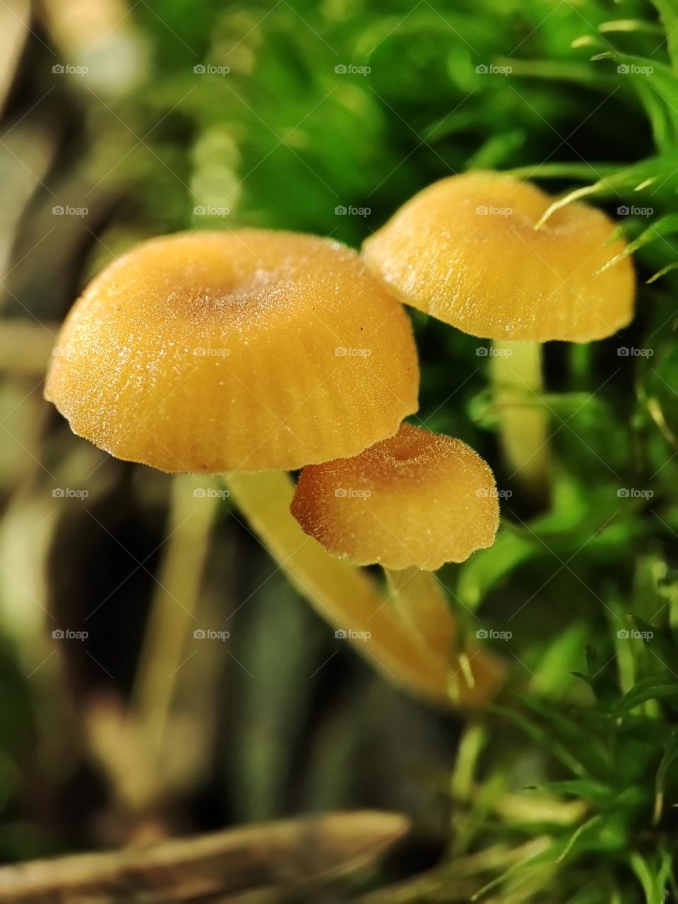 Macro photo of a mushroom growing in the forest