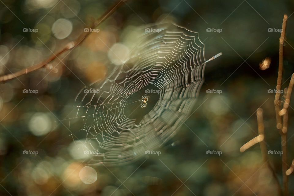 Web with small spider in a autumn sunny forest