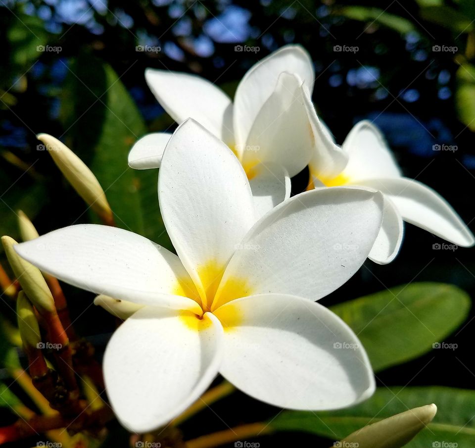 Plumeria