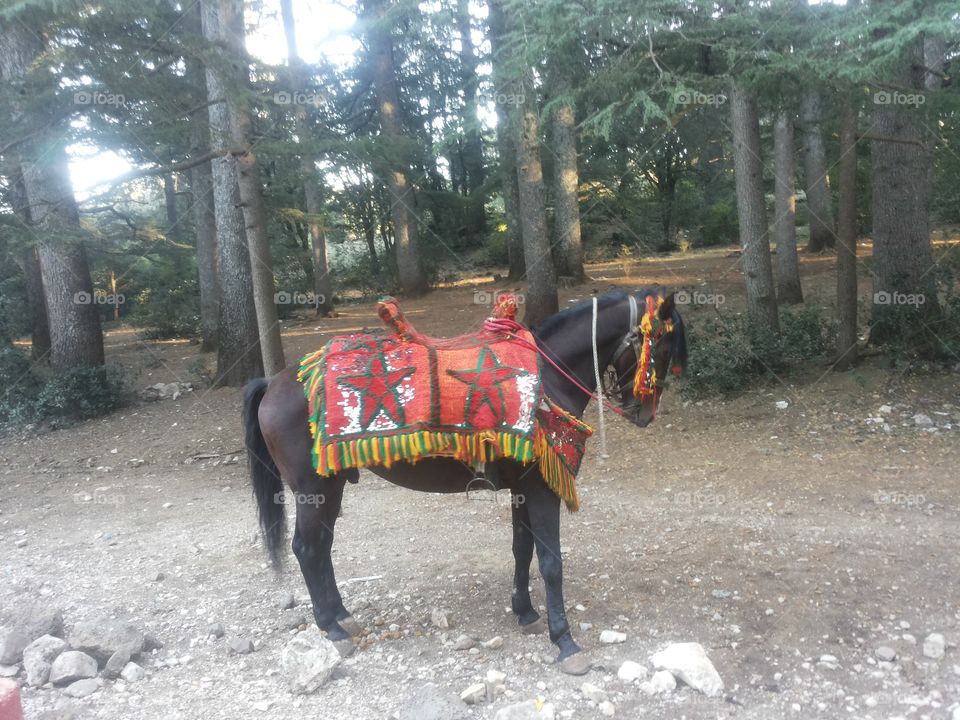 Moroccan horse