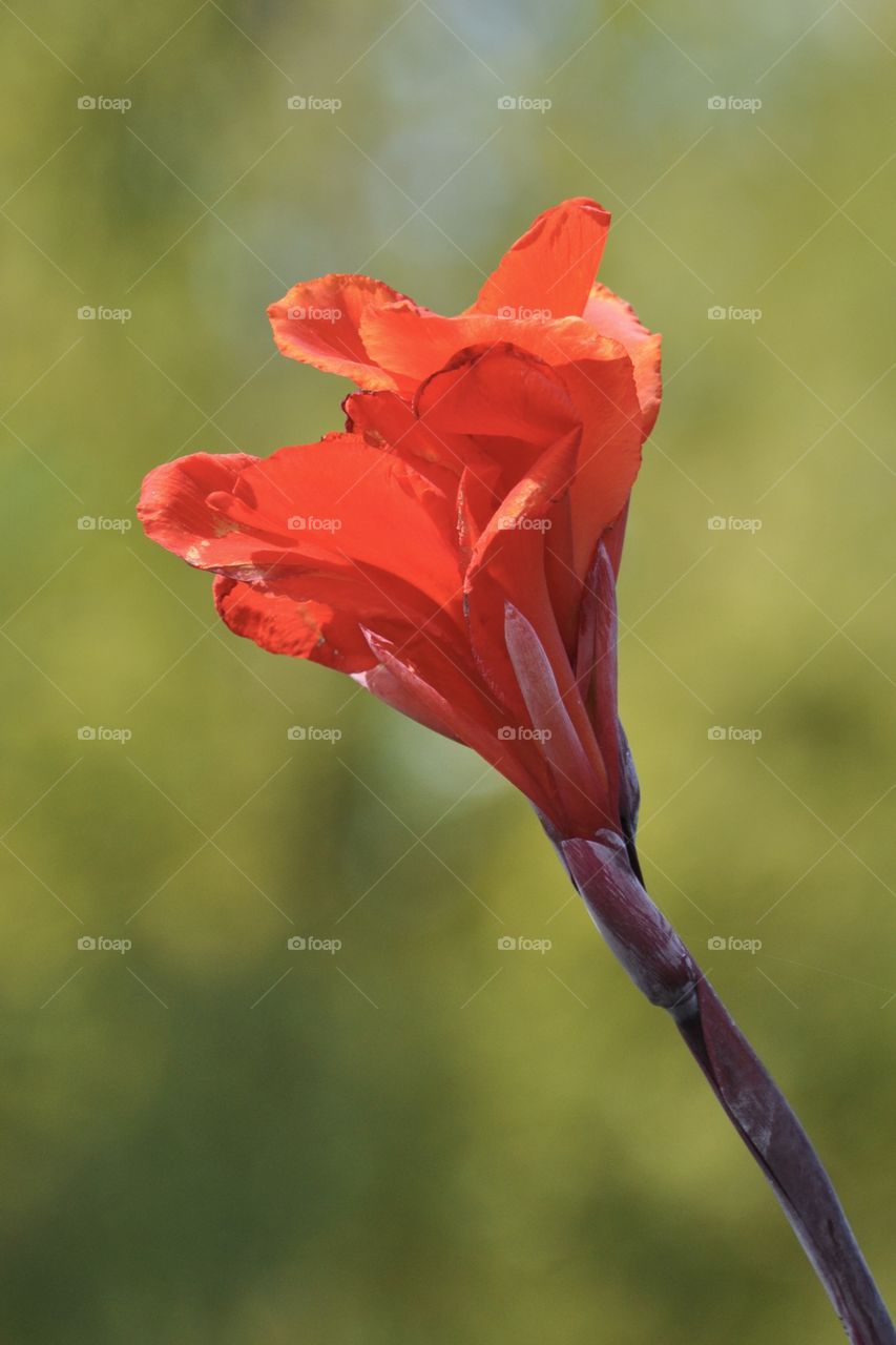 A red blossom with a green background 