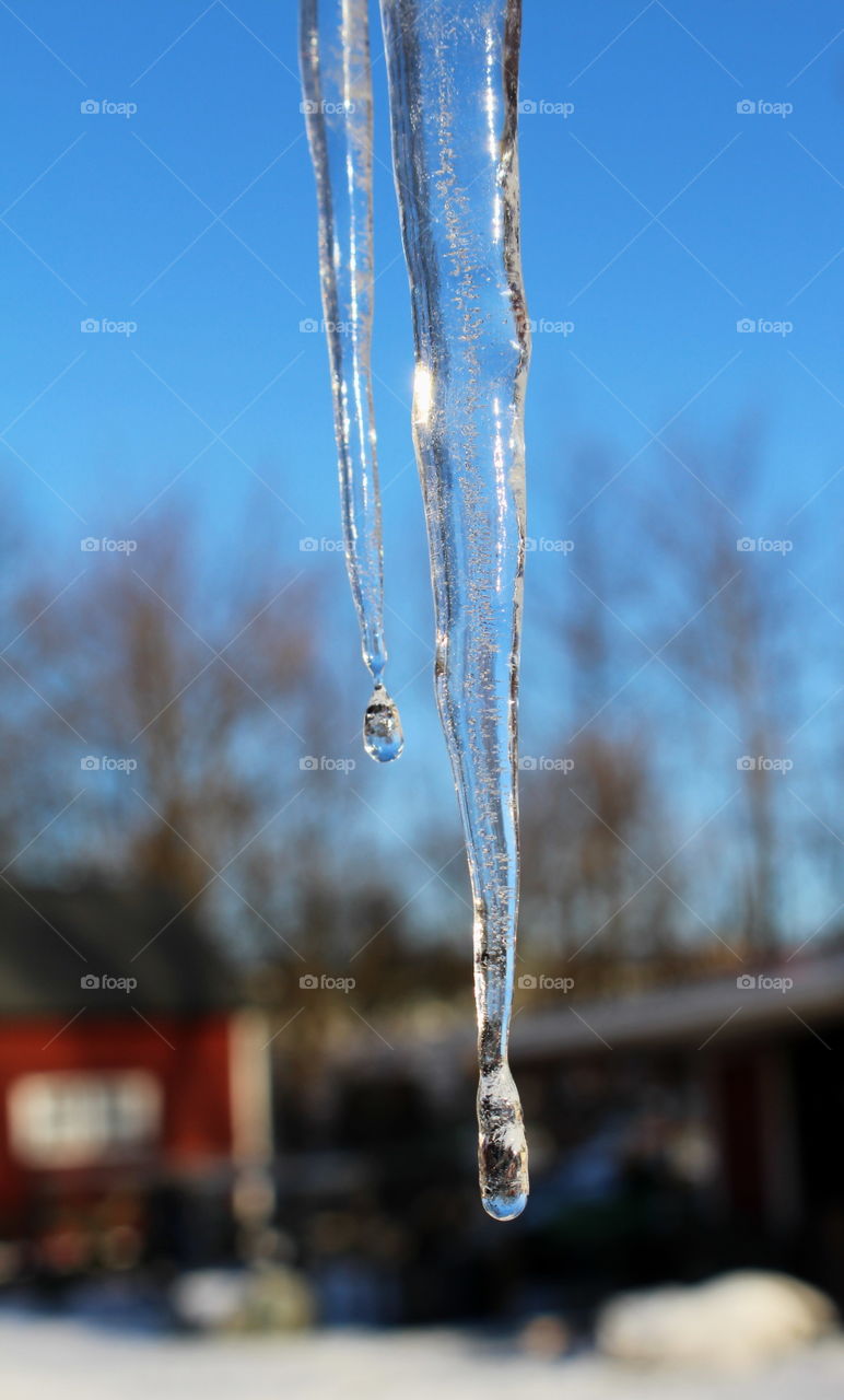 Icicle, winter time.