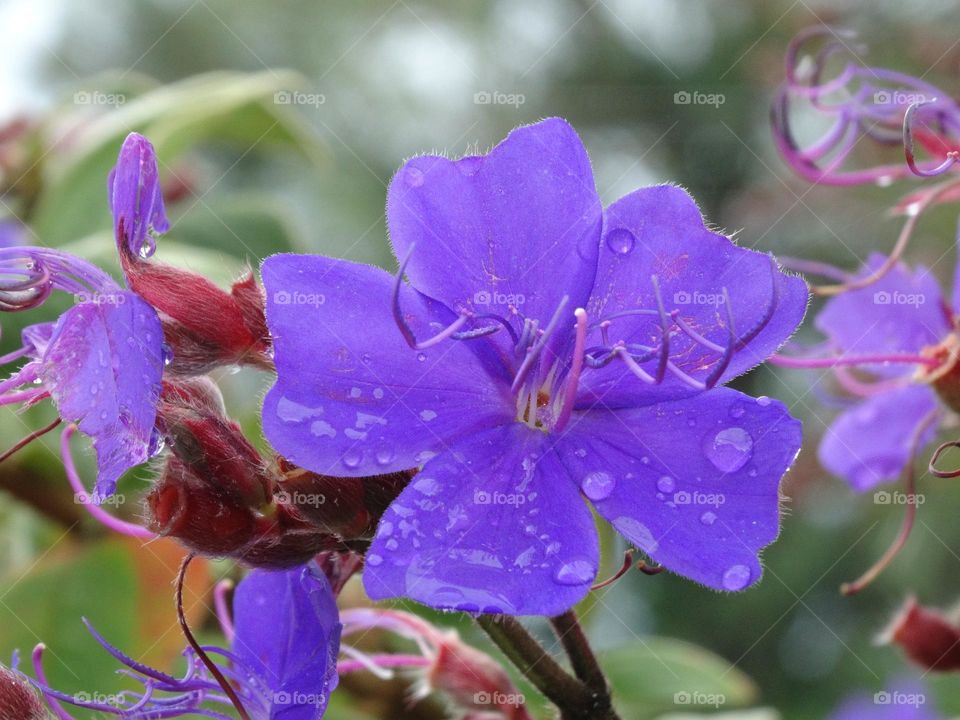 purple beautiful flower with raindrops