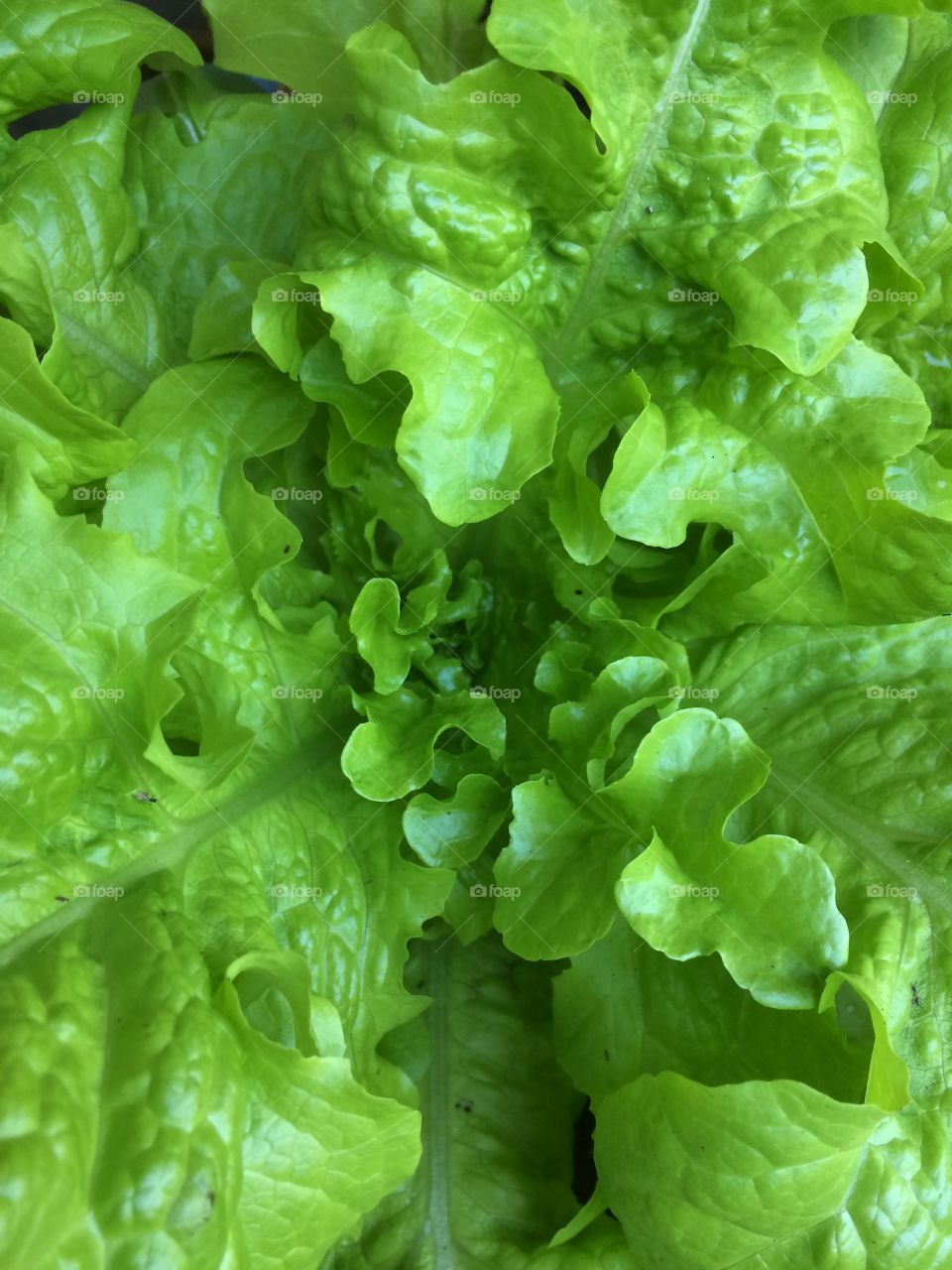 Fresh lettuce in the garden 