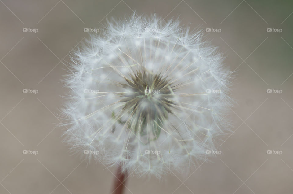 Close-up of dandelion flower