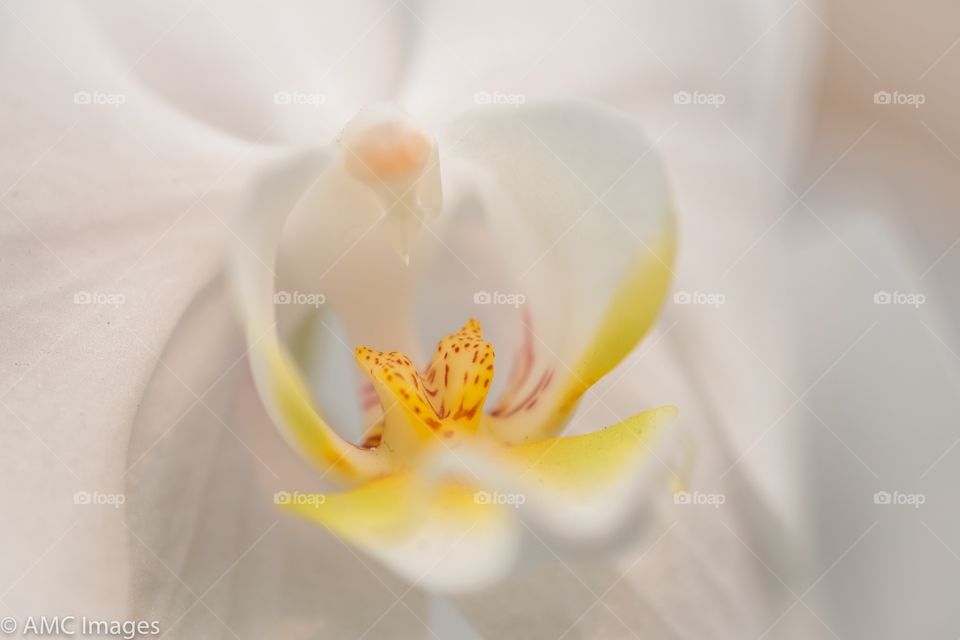 Macro of white Orchid flower