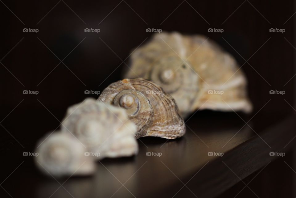 Conch shells on wooden table