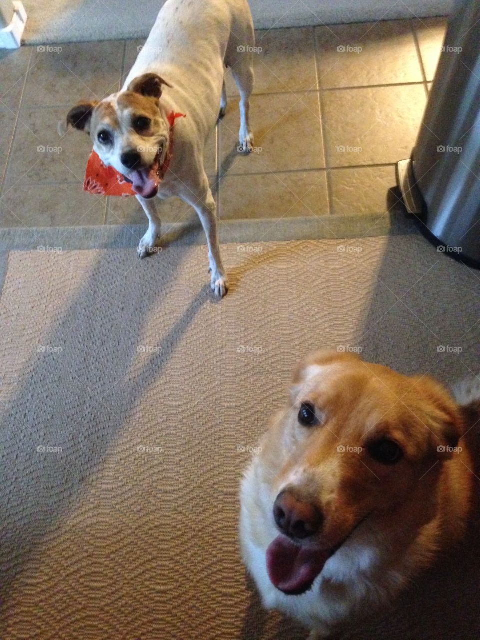 Two happy dogs on a play date