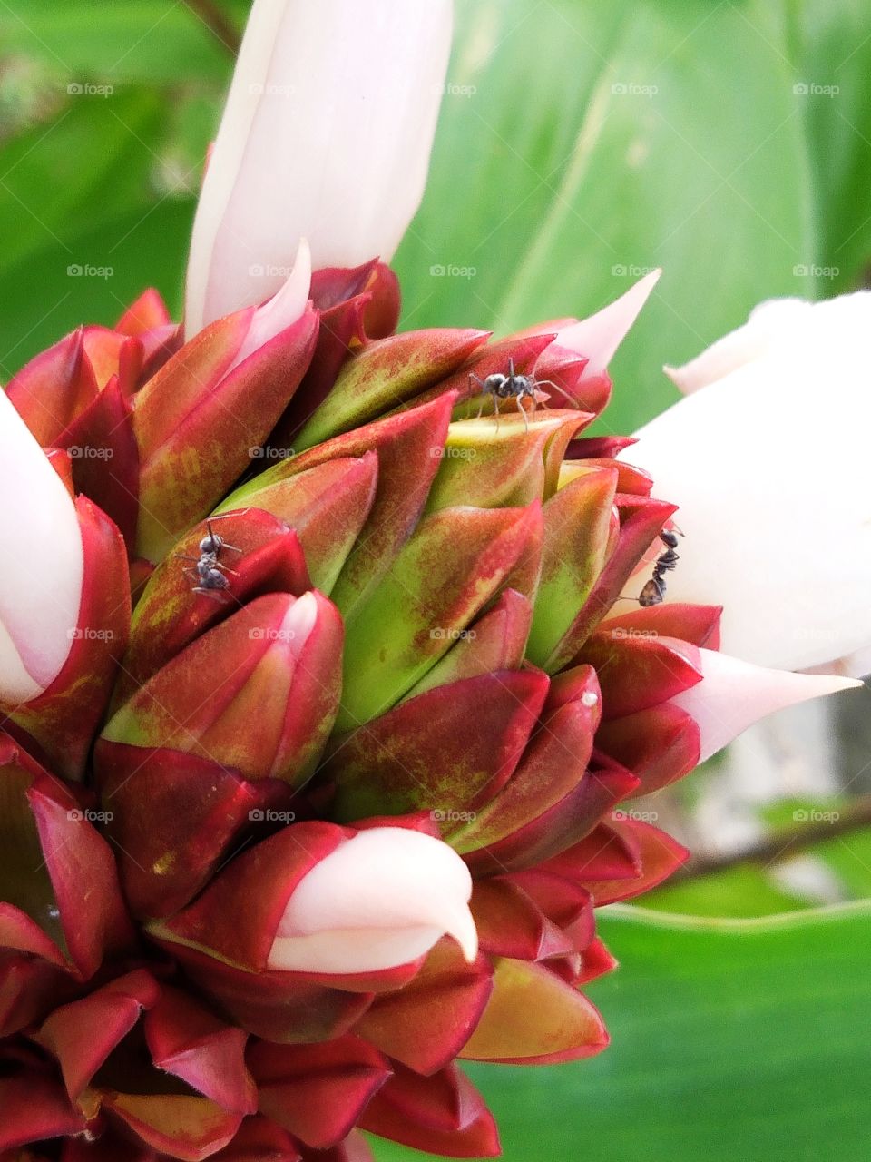 Flower and ants.