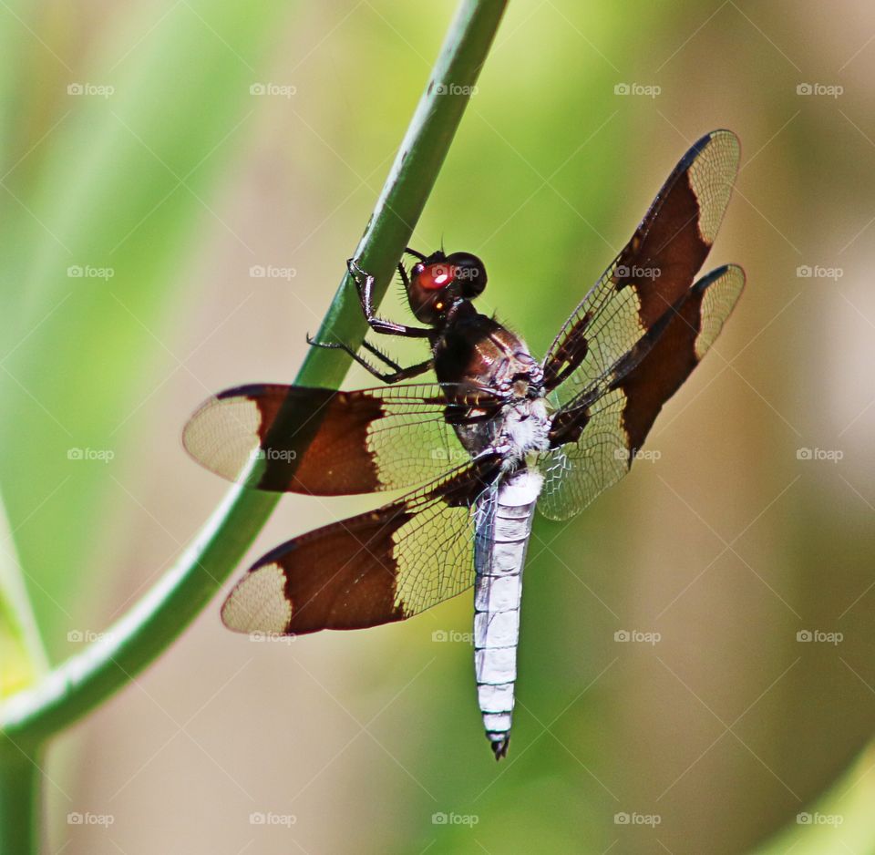 Unusual burgundy and white double-winged dragonfly resting on a toad lily stem. 