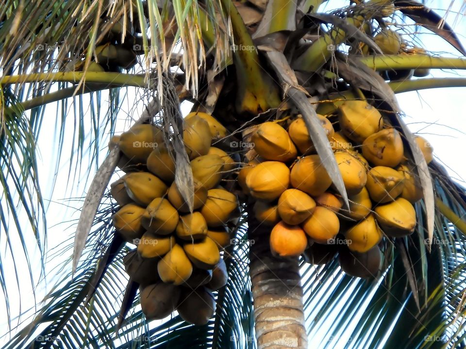 Coconuts On Tree