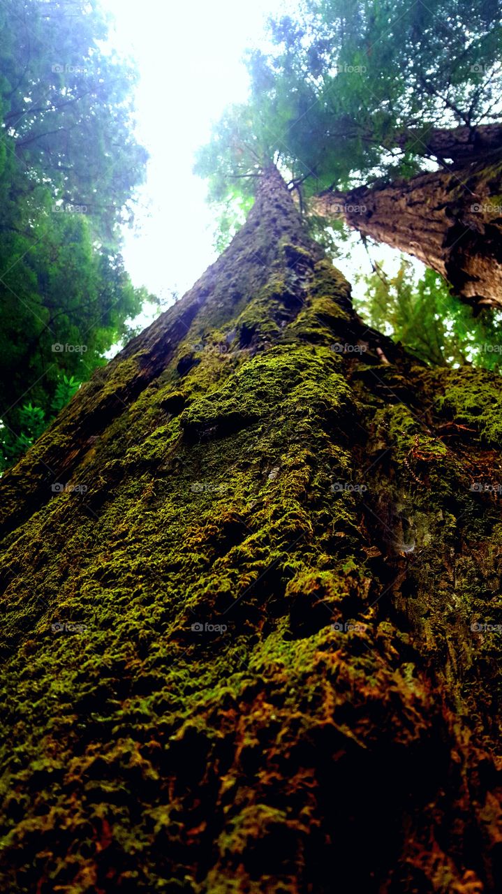 Moss on a redwood