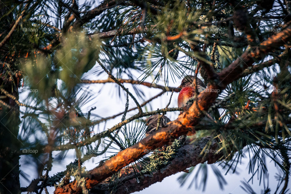 Bords in a tree, Södertälje, Sweden
