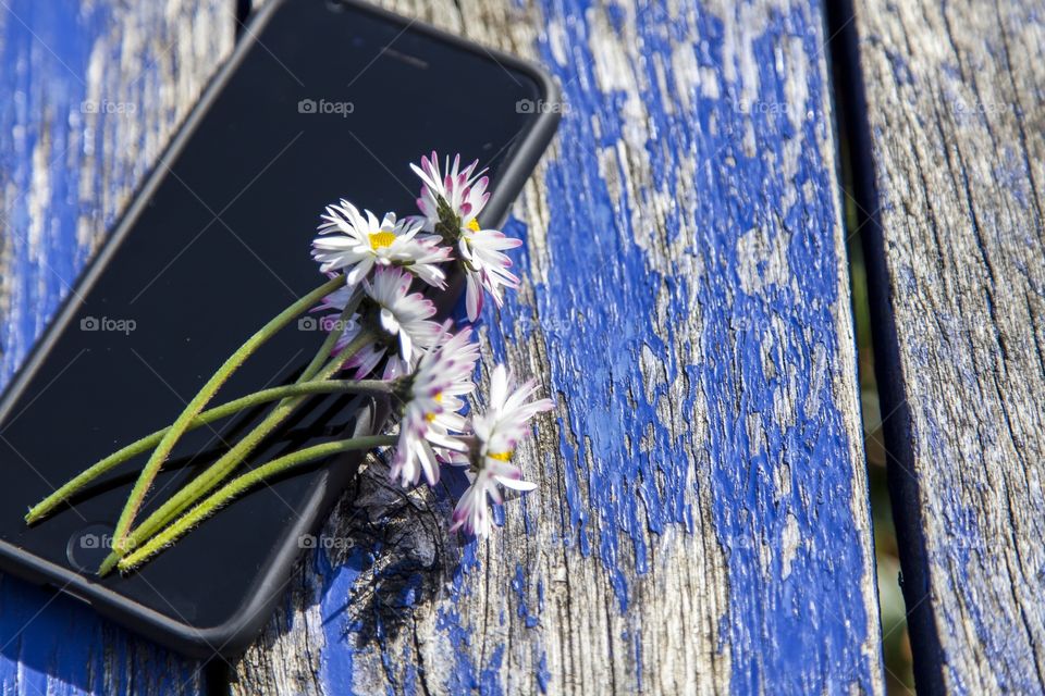 Smartphone and daisies flowers on blue wooden background outside 