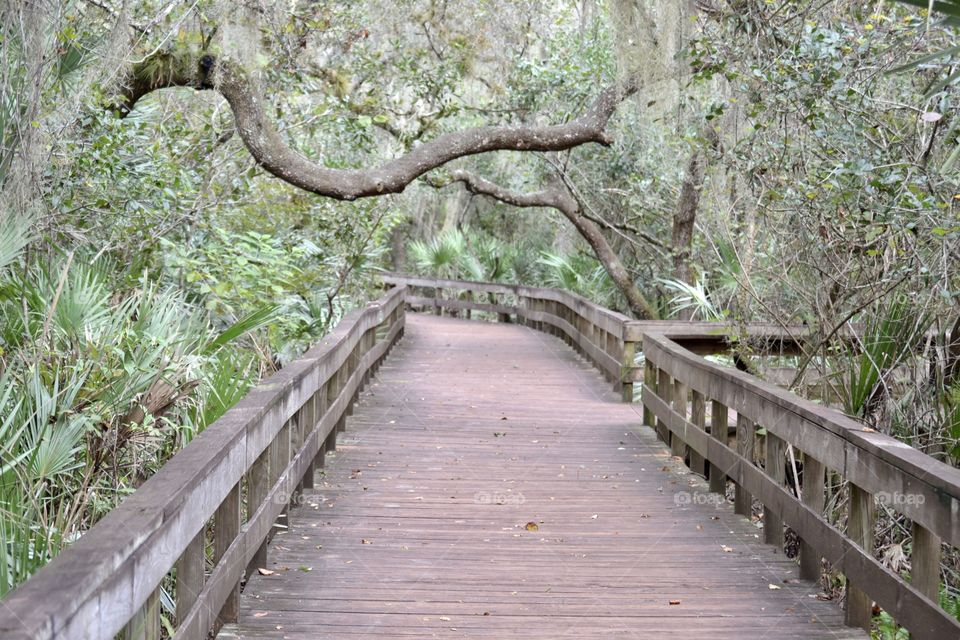 A boardwalk bridge surrounded by trees with a large branch extending across it