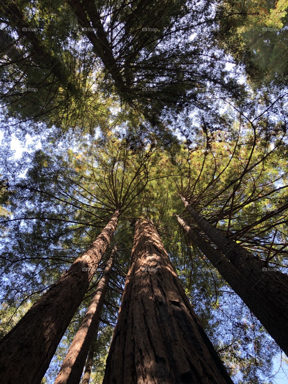 The Trees of Redwood
