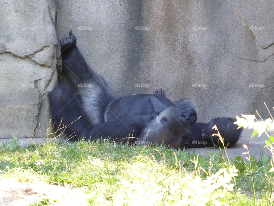 Sleeping gorilla