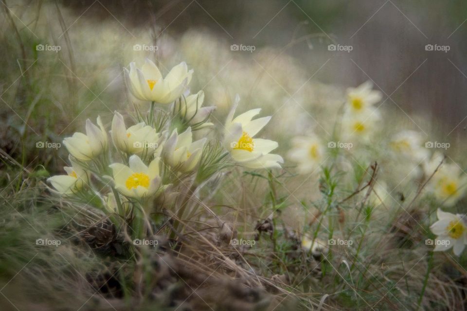 flowers. forest flowers