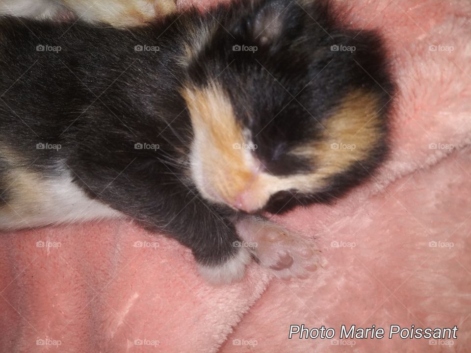 baby calico