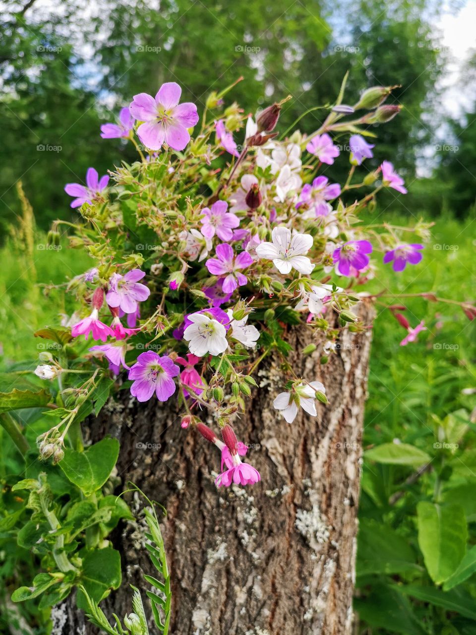 Wonderfully wildflowers picked by me. Why not play in nature and be creative. That's always an good idea!
