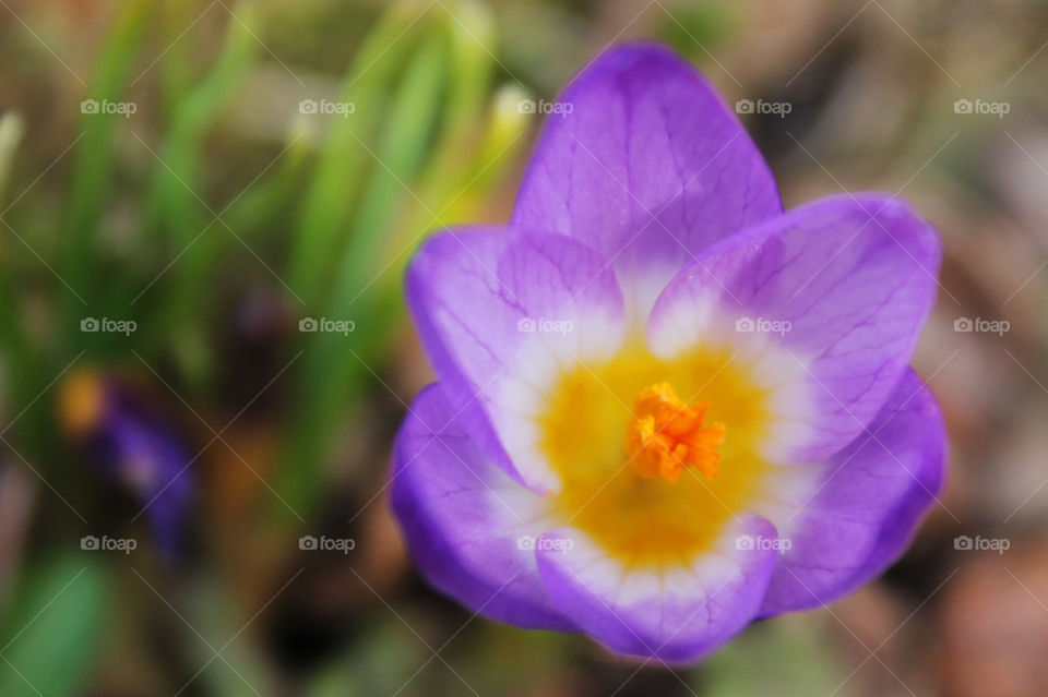 Closeup of a single open Snow Crocus, Crocus sieberi. This photo was taken in a public garden full of a variety of common & rare plants & trees. The inside of the flower is bright yellow, ringed with white & finishing with the delicate purple petals.