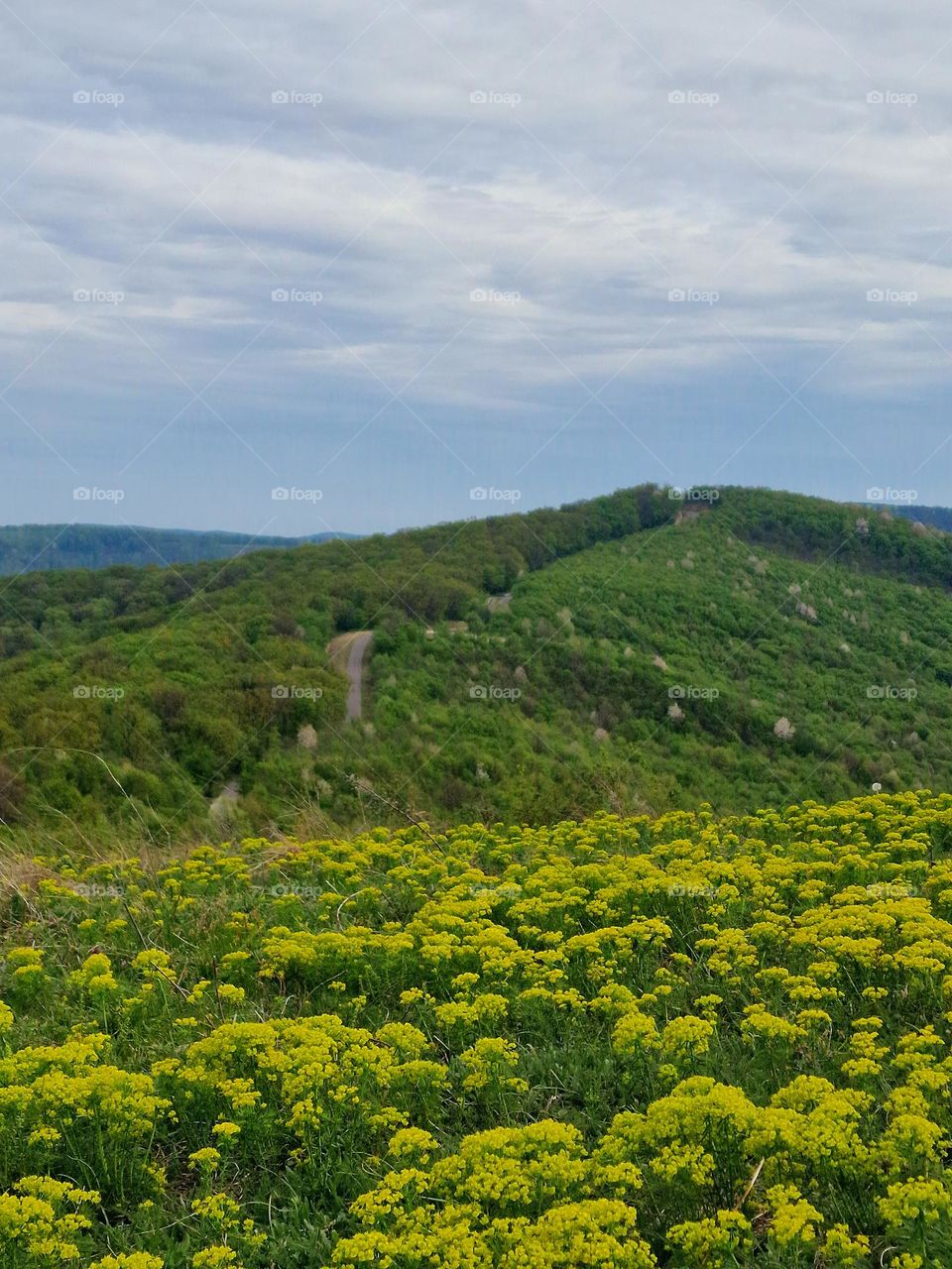 spring field