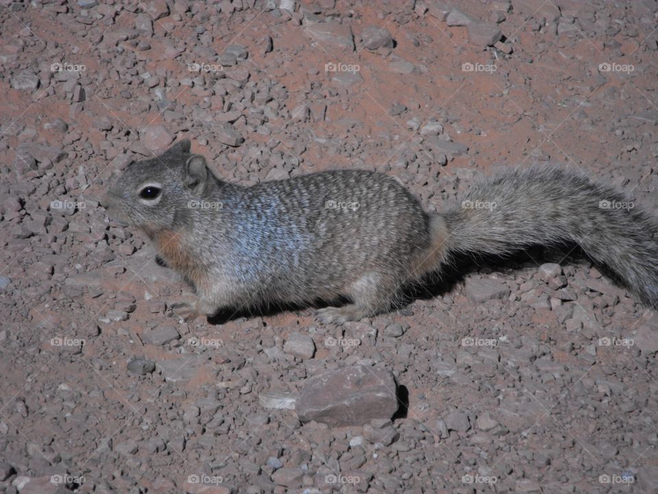 Squirrel in the Grand Canyon