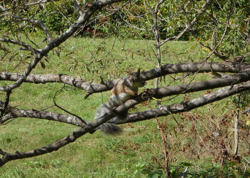 Posing grey squirrel 