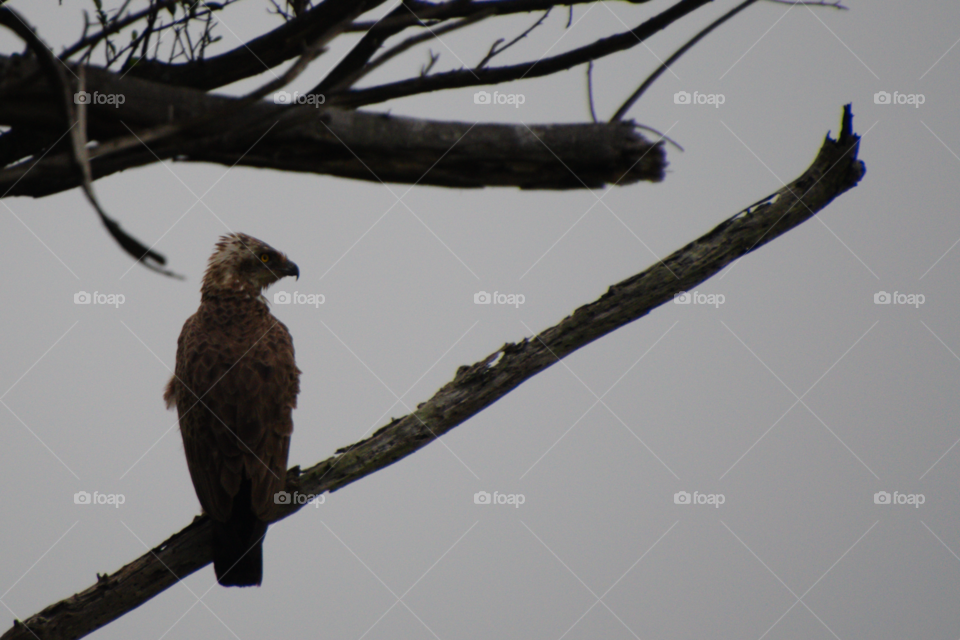 Eagle on a branch