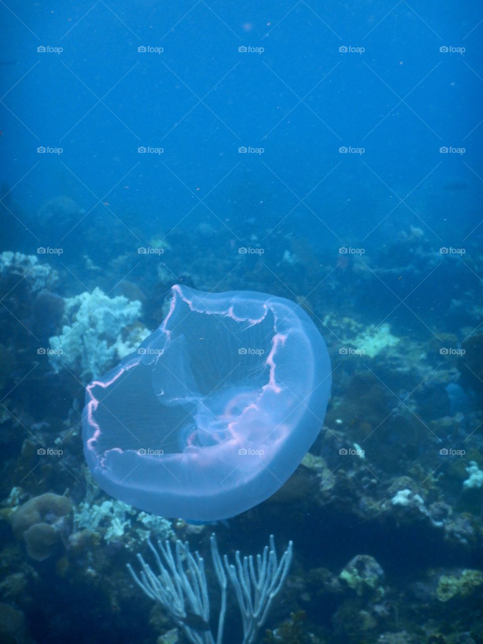 Jellyfish