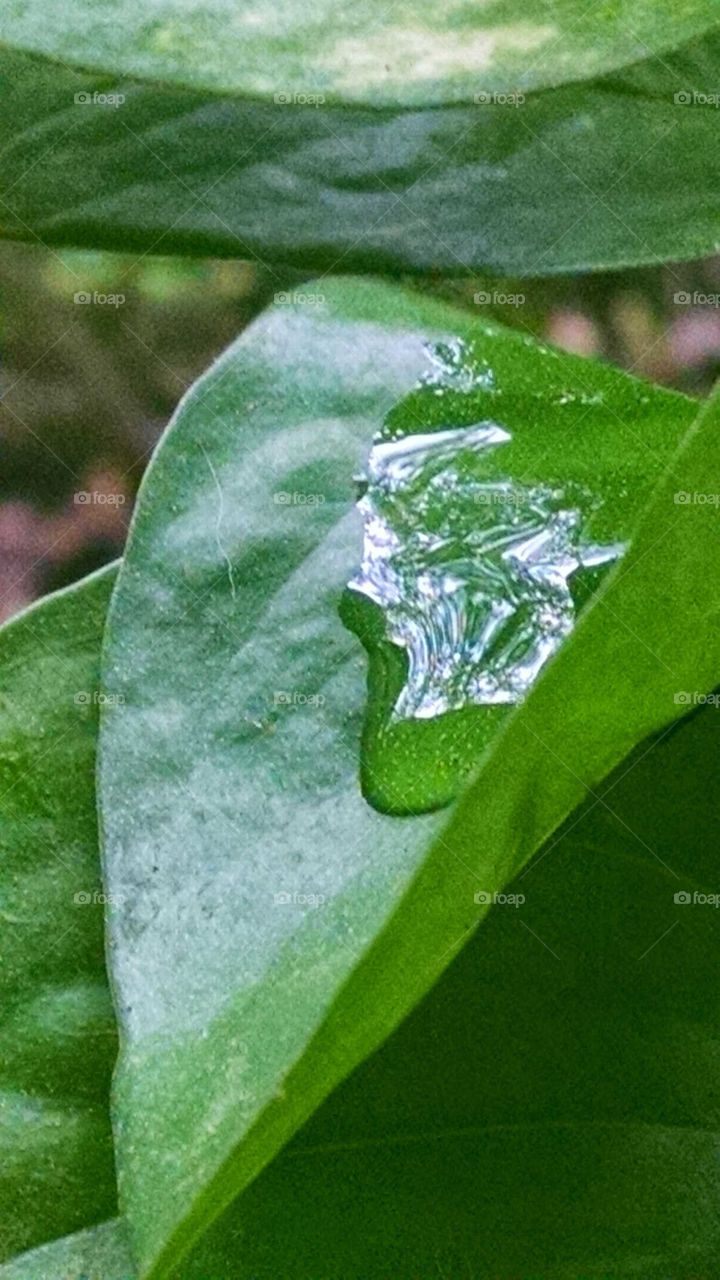 leaf in rain