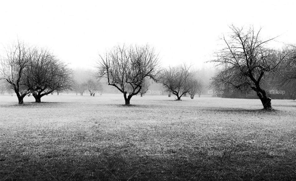 Old apple orchard