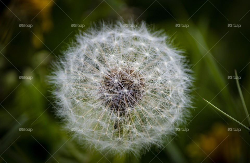 A dandelion on the island of Grímsey just outside of the town of Drangsnes, I find it rather beautiful 