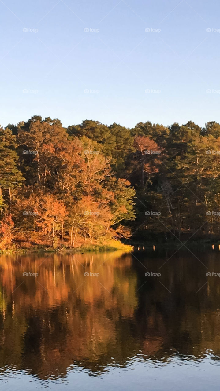 fall color tree water reflections