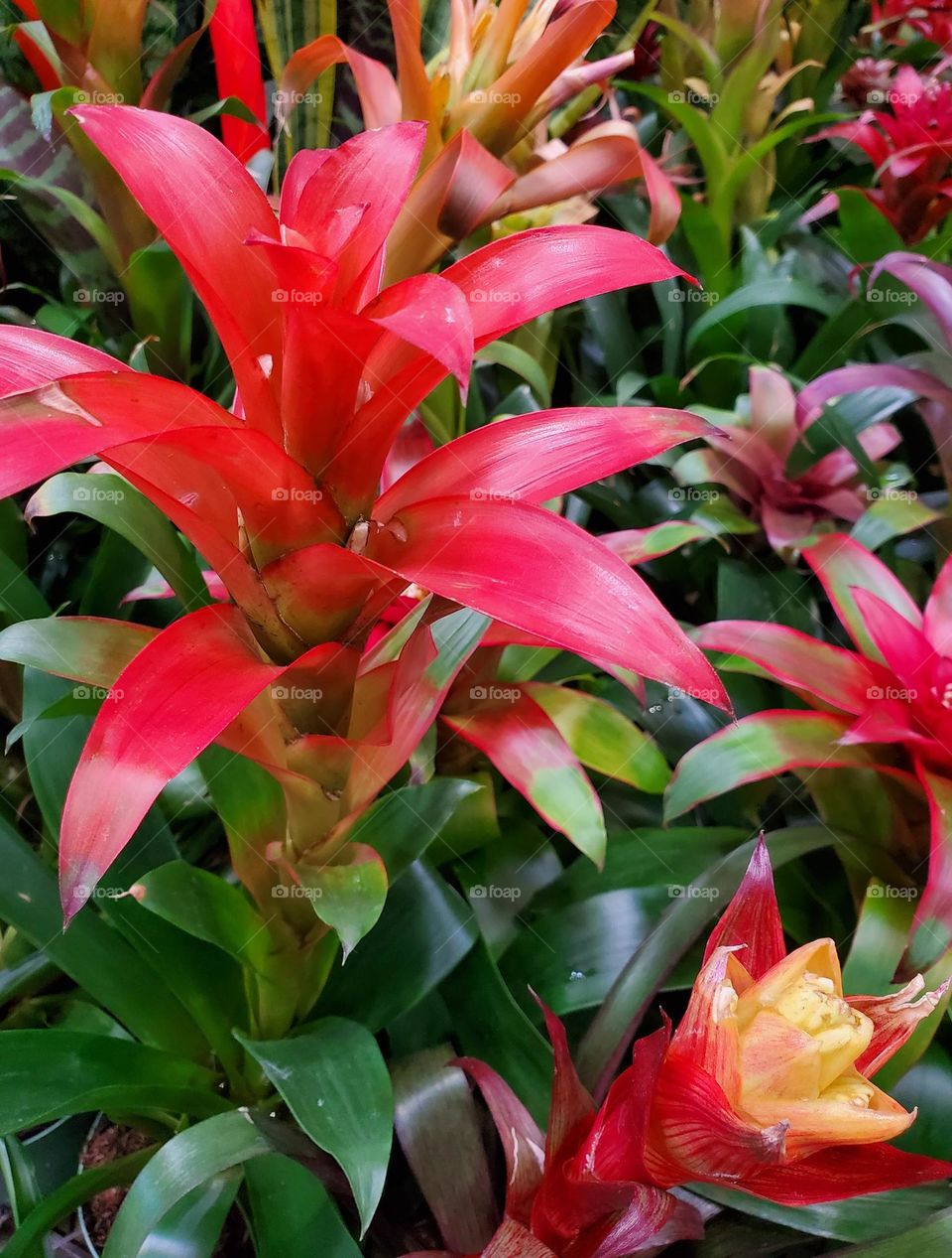 Red Bromeliad in Bloom