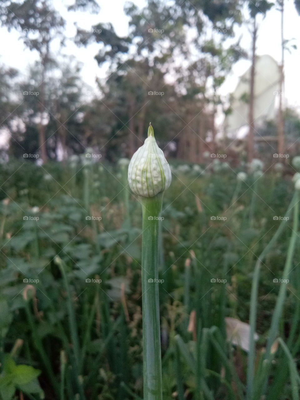 onion flower first stage