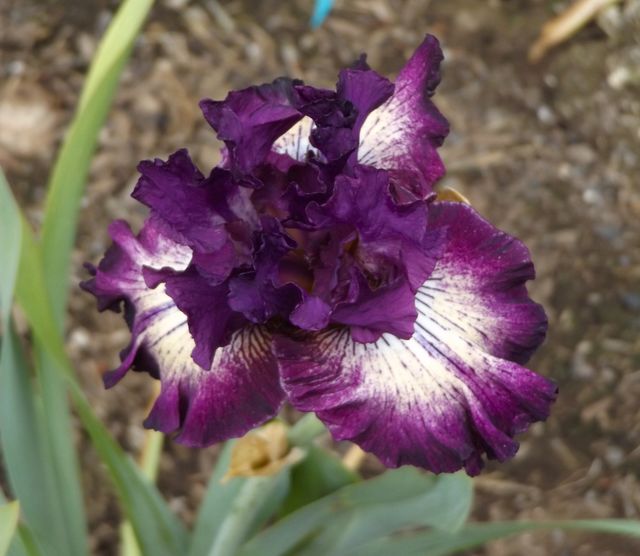 Purple Iris 