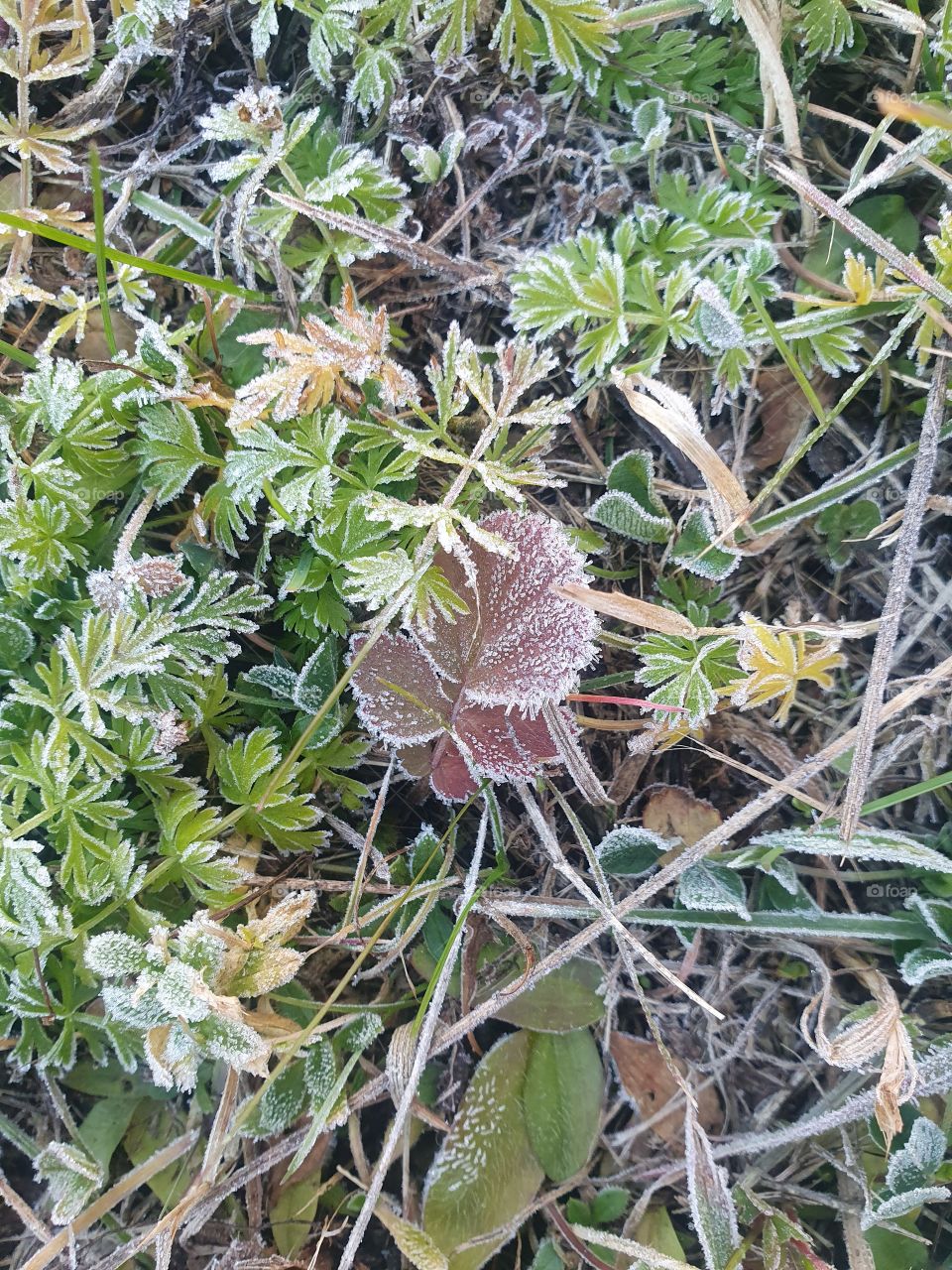 Plants covered in hoarfrost in autumn