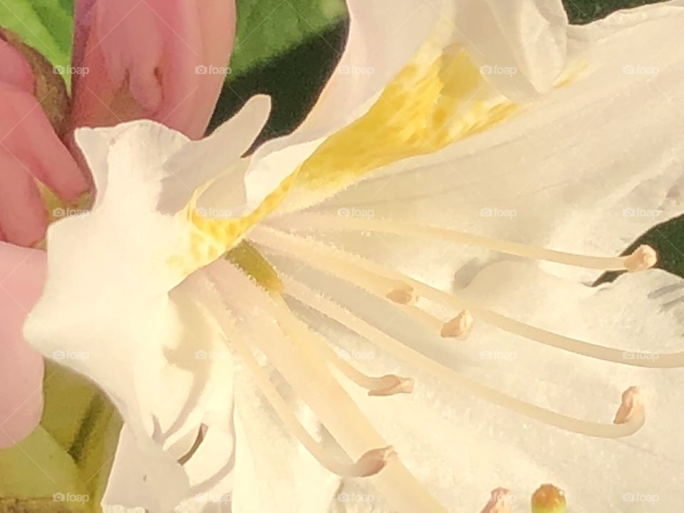 Flower closeup 