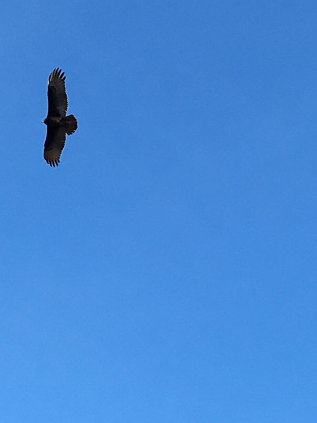 Vulture