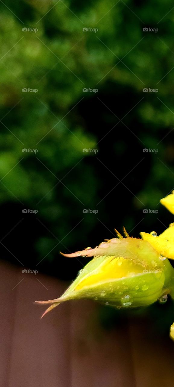 rain on the rose bud