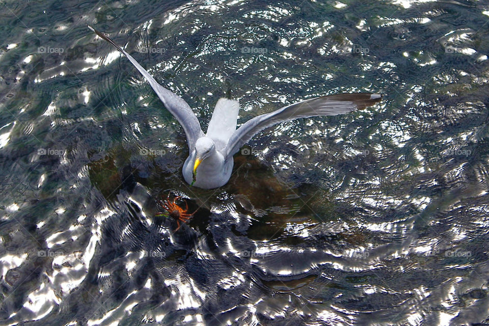 Seagull catching crab