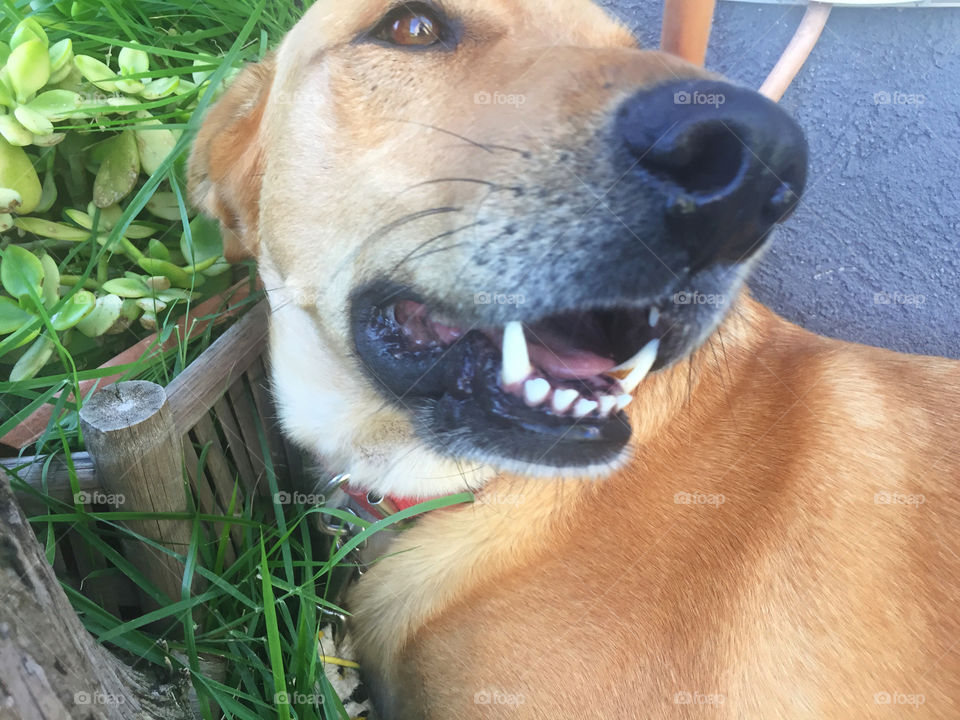 Dog, Mammal, Pet, Canine, Portrait